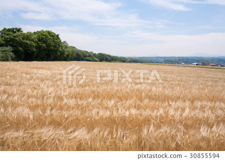 大麥摔倒 30855594