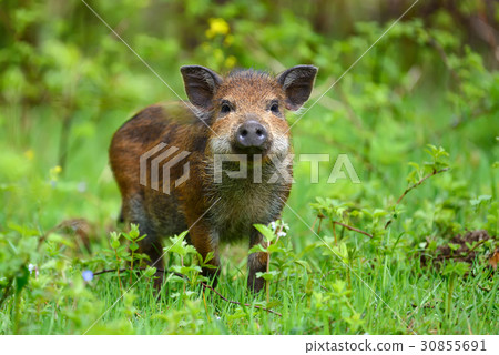 Wild boar in forest 30855691