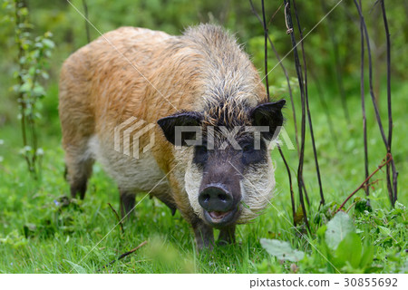 Wild boar in forest 30855692