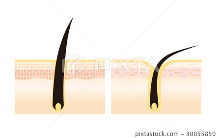 Hair illustration Hair illustration 30855850