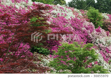 Mountain slope blooming azalea Mountain slope blooming azalea 30855970
