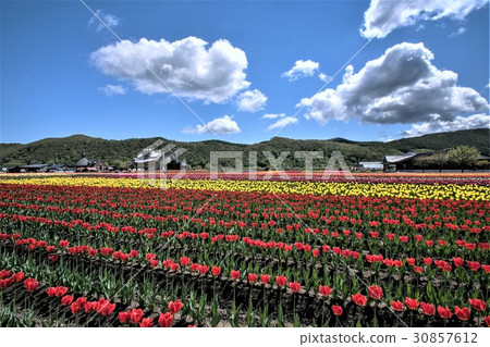 Tulip Park (Kamiibetsu-cho) 30857612