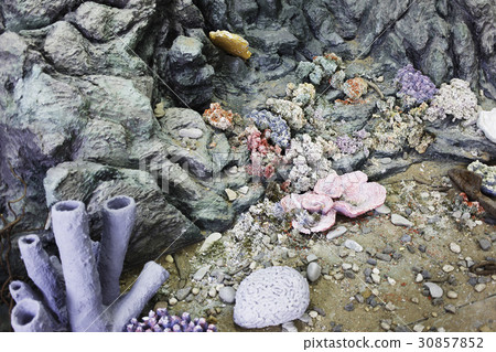 Marine flora. Marine vegetation model. 30857852