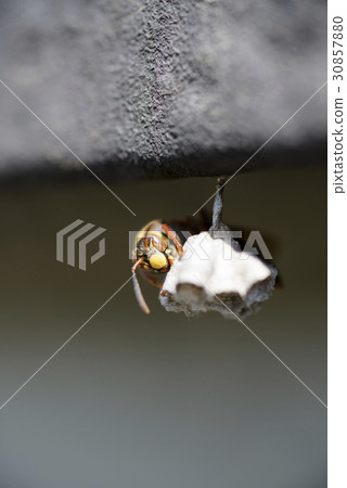蜜蜂在私人住宅中築巢（第一期） 30857880