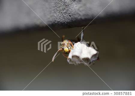 蜜蜂在私人住宅中築巢（第一期） 30857881