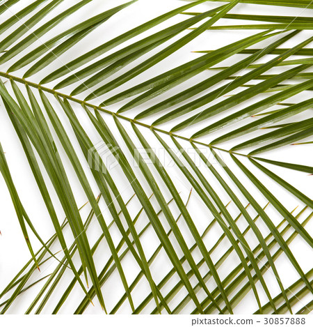 Branches of green leaves 30857888