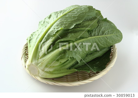 Romein生菜 Romein生菜 30859013