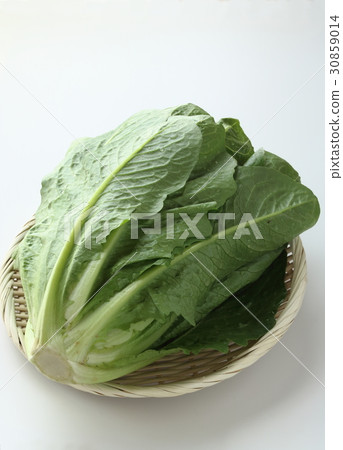 Romein生菜 Romein生菜 30859014