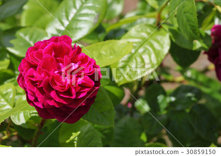 寓言·玫瑰花 寓言·玫瑰花 30859150