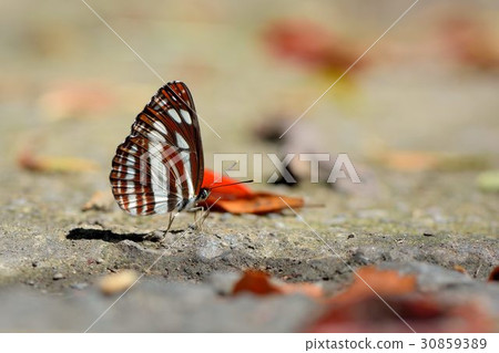Neptis sappho formosana Neptis sappho formosana 30859389