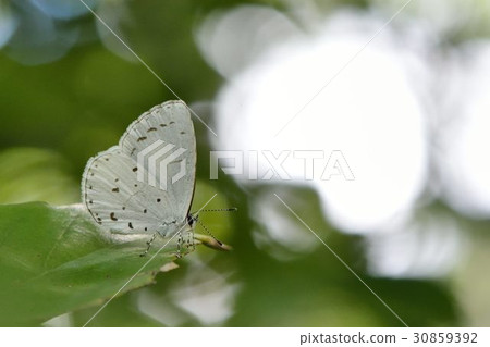White spotted grey butterfly / white spotted small gray butterfly (Udara albocaerulea) 30859392