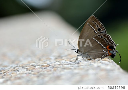 蓬萊烏小灰蝶、臺灣灑灰蝶蓬萊線灰蝶、台灣烏小灰蝶(Satyrium formosanum) 蓬萊烏小灰蝶、臺灣灑灰蝶蓬萊線灰蝶、台灣烏小灰蝶(Satyrium formosanum) 30859396