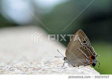 蓬萊烏小灰蝶、臺灣灑灰蝶蓬萊線灰蝶、台灣烏小灰蝶(Satyrium formosanum) 蓬萊烏小灰蝶、臺灣灑灰蝶蓬萊線灰蝶、台灣烏小灰蝶(Satyrium formosanum) 30859397