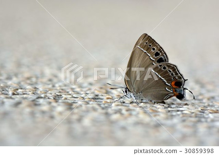 蓬萊烏小灰蝶、臺灣灑灰蝶蓬萊線灰蝶、台灣烏小灰蝶(Satyrium formosanum) 蓬萊烏小灰蝶、臺灣灑灰蝶蓬萊線灰蝶、台灣烏小灰蝶(Satyrium formosanum) 30859398