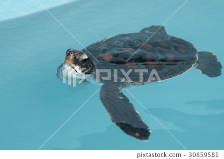 Child of green turtle 30859581