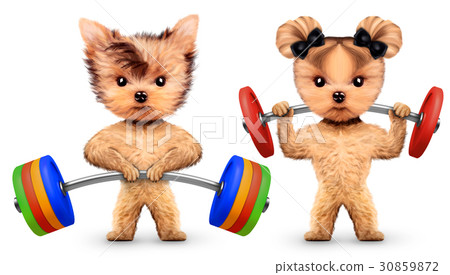 Funny dogs training with barbells in sport gym 30859872