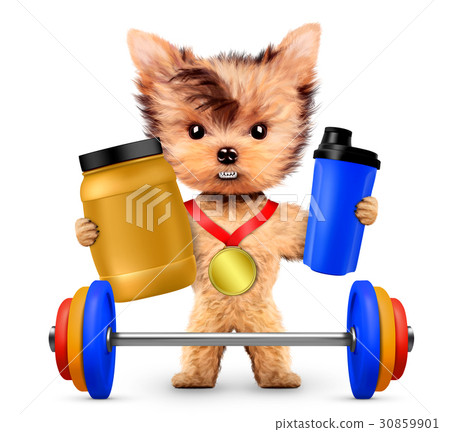 Funny dog holding sport nutrition and barbell Funny dog holding sport nutrition and barbell 30859901
