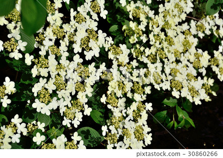 Shadow of flowers and buds on fresh green leaves of Yabudemari 30860266
