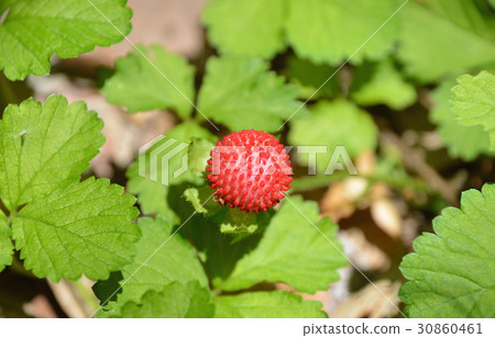 Hebichigo (snake strawberry) Hebichigo (snake strawberry) 30860461