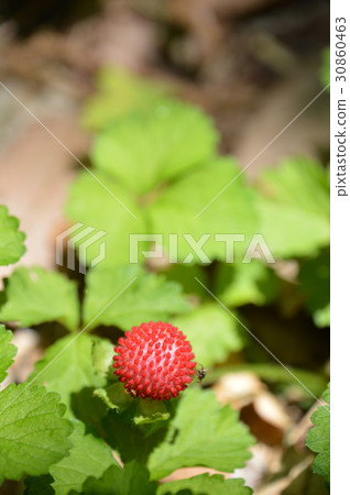 Hebichigo (snake strawberry) 30860463