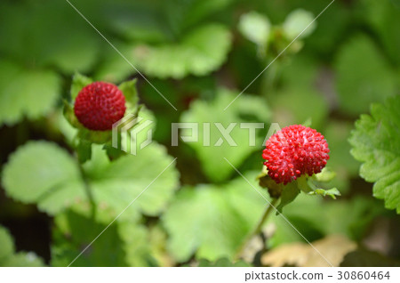 Hebichigo (snake strawberry) 30860464
