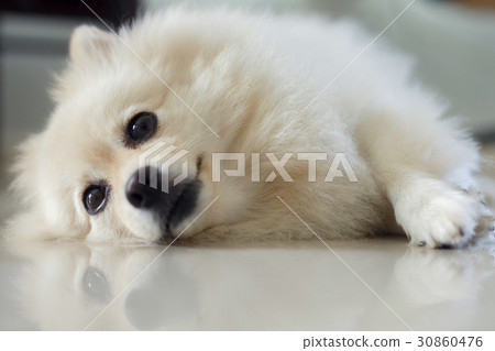 white pomeranian cute dog white pomeranian cute dog 30860476