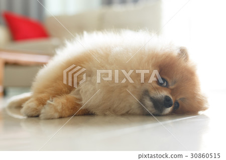 fluffy brown pomeranian cute dog small pet fluffy brown pomeranian cute dog small pet 30860515
