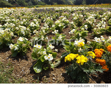 白色bequonia和黃色花萬壽菊 白色bequonia和黃色花萬壽菊 30860603