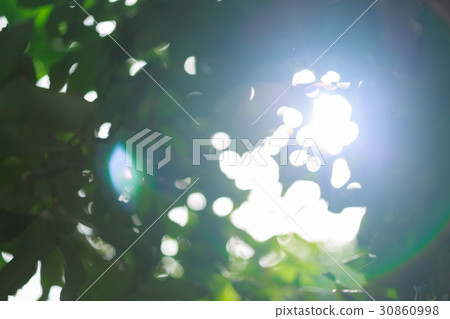 sun light through tree in summer nature sun light through tree in summer nature 30860998