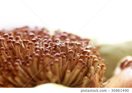 金松蘑菇 金松蘑菇 30861490