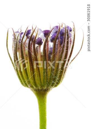 斯卡非大崎 30861918