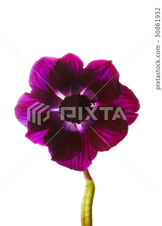 Flower Flower 30861932