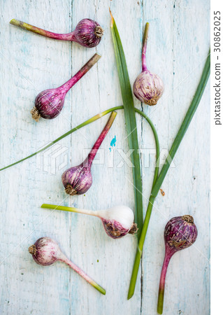 Young purple garlic. Top View Young purple garlic. Top View 30862025