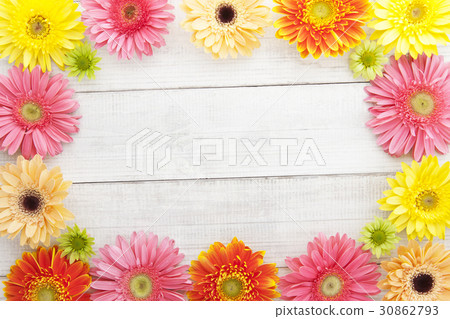 非洲菊，菊花 30862793