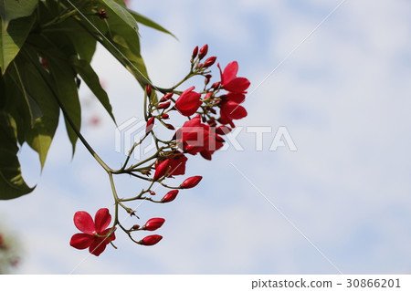 花卉美照 30866201