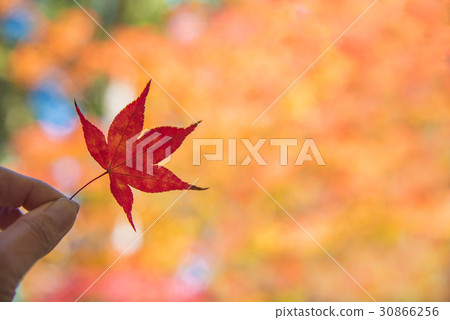 和歌山高野山紅葉紅葉 和歌山高野山紅葉紅葉 30866256