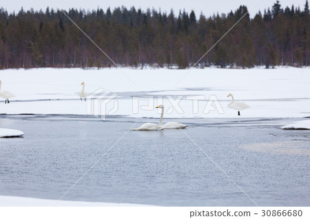 Swans on partially frozen lake Swans on partially frozen lake 30866680