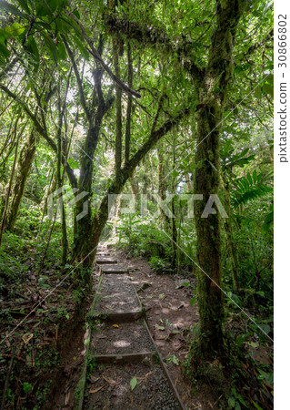 Stone path in rainforest Monteverde Costa Rica 30866802