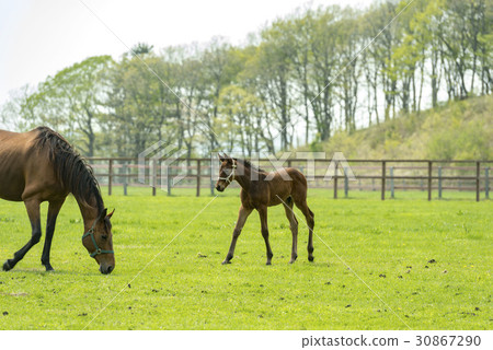 Thoroughbred Thoroughbred 30867290