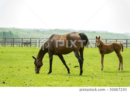 Thoroughbred Thoroughbred 30867293