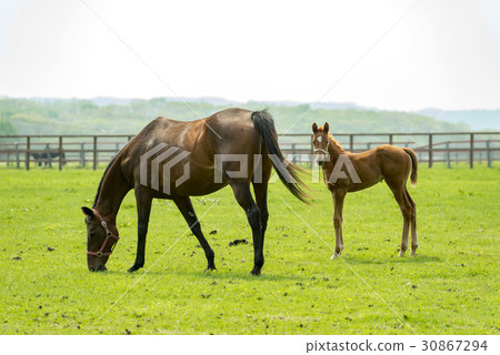 Thoroughbred 30867294