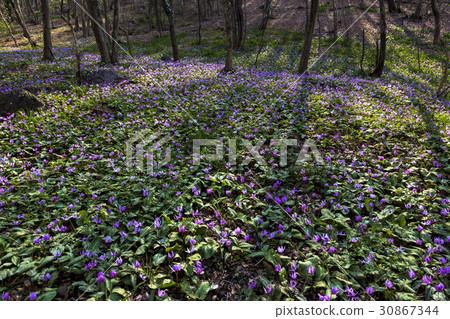 花組的katakuri 30867344