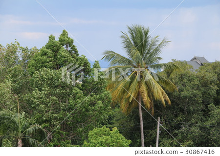 coconut tree jungle, Palms in the tropics coconut tree jungle, Palms in the tropics 30867416