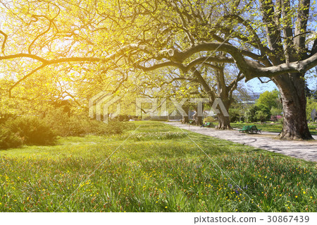 Spring sunny day in the botanical garden 30867439