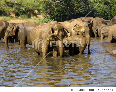 Elephant bathing at the orphanage Elephant bathing at the orphanage 30867574