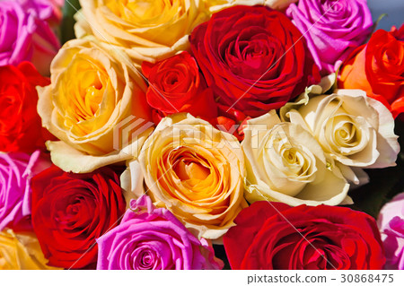 Multicolored roses background 30868475