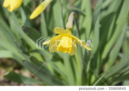 Spring flowering bulb plants in the flowerbed. Spring flowering bulb plants in the flowerbed. 30868640