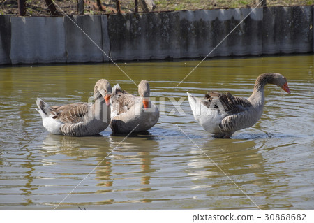 The gray goose is domestic.  30868682