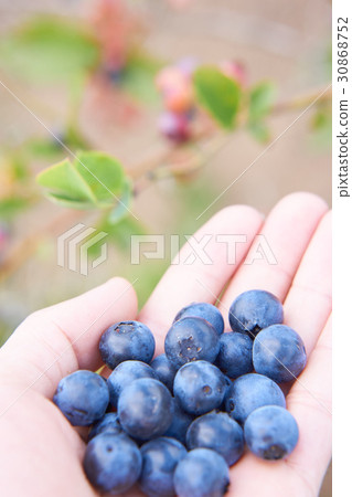 藍莓收穫 30868752