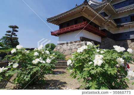 Shinshu Matsumoto國寶松本城堡和“Tonen's White Peony”小笠原牡丹戰國時期傳來的白花牡丹 Shinshu Matsumoto國寶松本城堡和“Tonen's White Peony”小笠原牡丹戰國時期傳來的白花牡丹 30868773